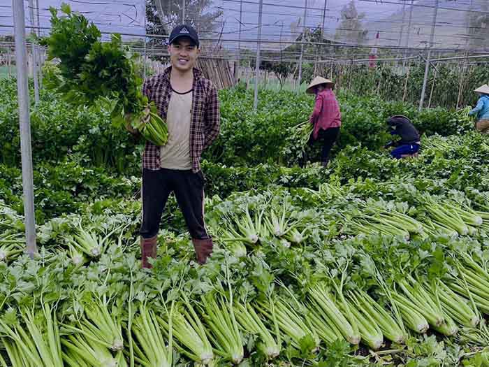 Vùng trồng cần tây ở Mộc Châu do Vitrue quản lý